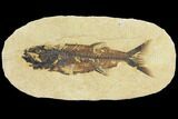 Fossil Fish (Mioplosus) - Uncommon Species #115080-1